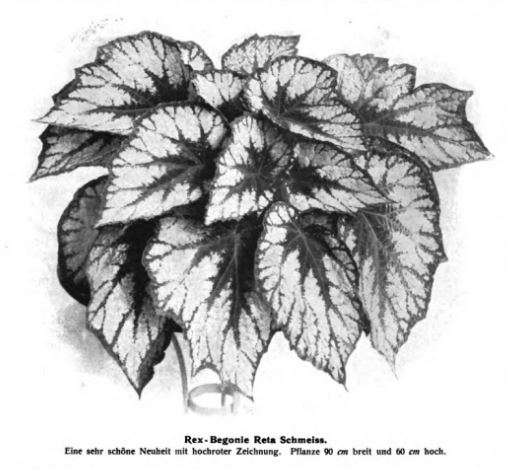 B. ‘Reta Schmeiss’